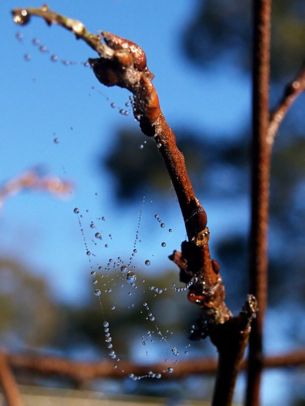 Reflections in dew drops